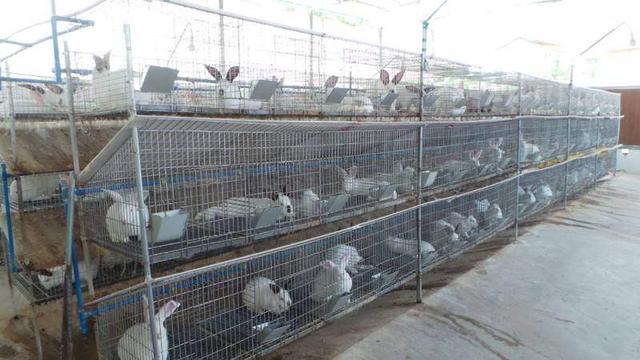 自配飼料 中小型兔場降本增效的必由之路