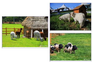 6.18比墾丁更美 歐式牧場里，體驗大連版《向往的生活》與家畜飼養之樂