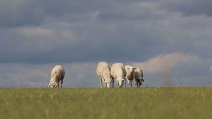 草原上的黨課 內蒙古“聽黨話、感黨恩、跟黨走”宣傳教育走進鄂溫克家畜飼養一線