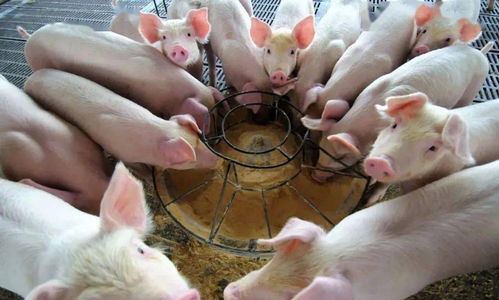 從荒野到家園 動物馴服與家畜飼養的演變