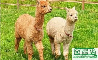 2017年養(yǎng)羊駝賺錢嗎？前景與市場價(jià)格行情深度解析